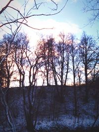 Bare trees against sky at sunset