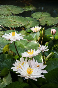 Close-up of white flowering plants