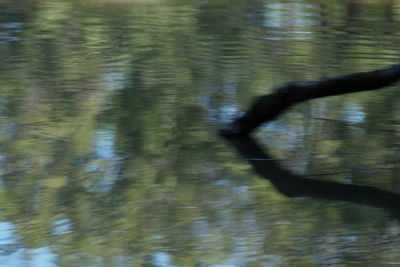 High angle view of duck in lake