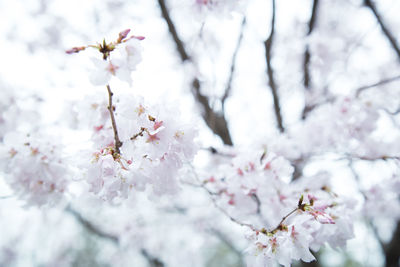 Close-up of cherry blossom