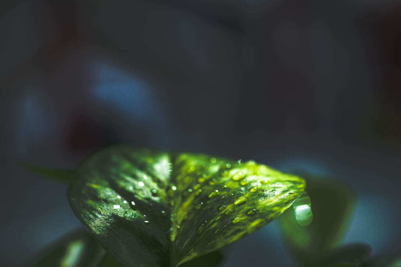 CLOSE-UP OF WATER DROPS ON LEAF