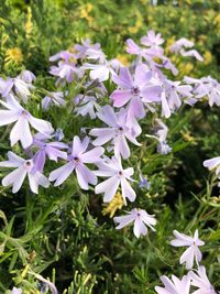 Close-up of white flowering plants in park