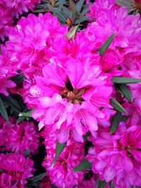 Full frame shot of pink flowers