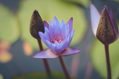 Close-up of purple water lily