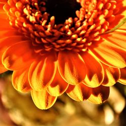 Close-up of orange flowering plant