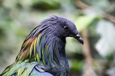 Close-up of a bird