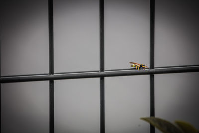 Close-up of insect perching on window