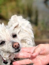 Close-up of hand holding dog