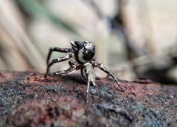 Close-up of spider on rock