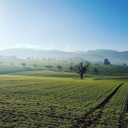 Scenic view of field against sky