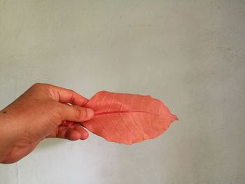 Close-up of hand holding red leaf against white wall