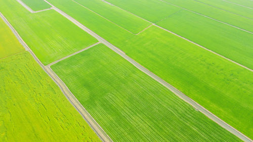 Full frame shot of agricultural field