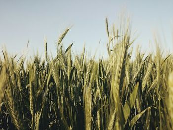 Crop growing in field