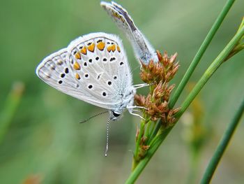 Close-up of butterflies on buds