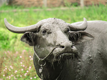 Close-up of a horse on field