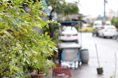 Street amidst plants in city