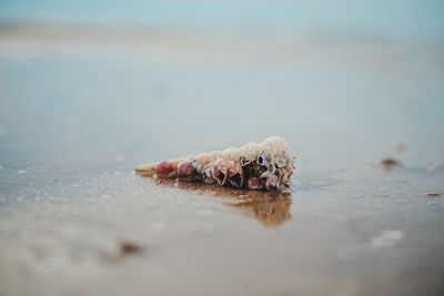 Close-up of crab on beach