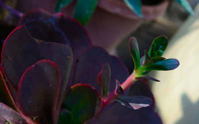 Close-up of succulent plant