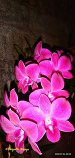 Close-up of pink rose flowers