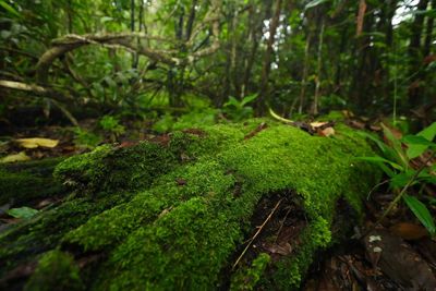 Moss growing on land in forest