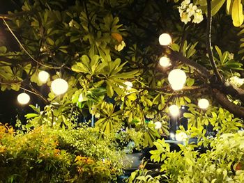 View of plants and illuminated tree