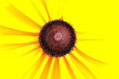 Close-up of sunflower