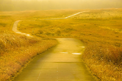 Scenic view ofa view with a reed forest agricultural field