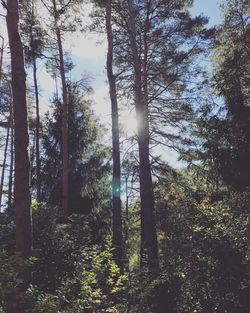 Trees in forest against sky