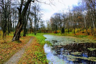 Scenic view of forest during autumn