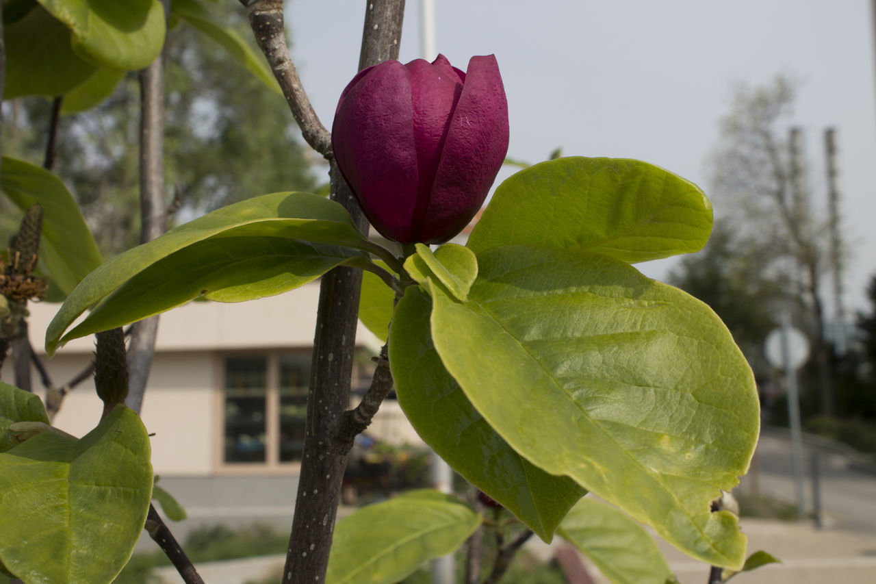 CLOSE-UP OF GREEN PLANT