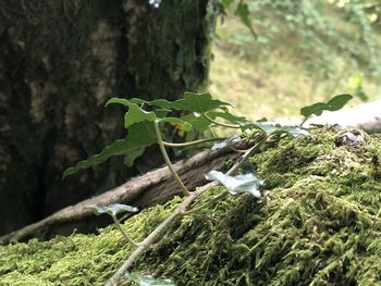 Close-up of plant growing on tree trunk