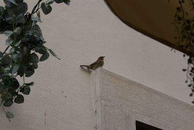 Birds perching on wall