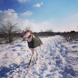 Dog standing on snowy field during winter