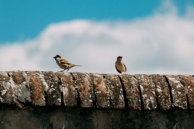 Birds perching on a wall