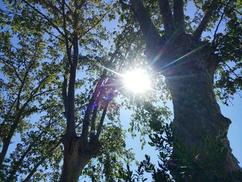 Low angle view of sun shining through trees