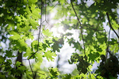 Low angle view of tree branches