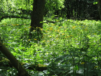 View of trees in forest