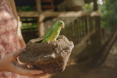 Close-up of parrot perching on hand