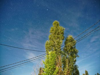 Low angle view of trees against blue sky and the stars