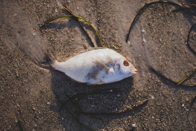 High angle view of fish on beach