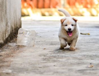 Portrait of puppy