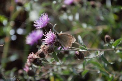 Close-up of purple thistle flower