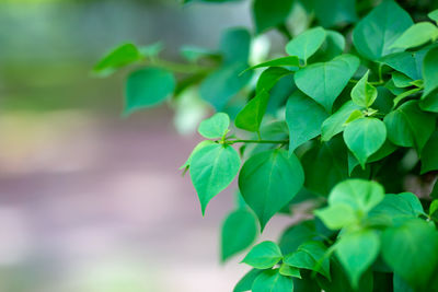 Close-up of green leaves on plant