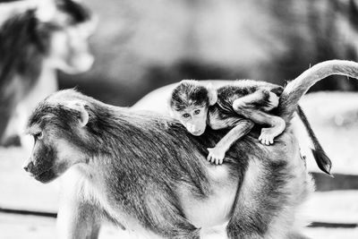 Baby monkey on mother's back