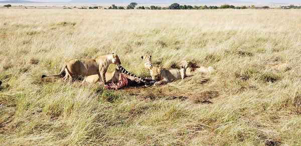 High angle view of lioness eating a zebra in masai maro