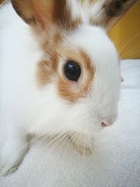 Close-up portrait of cat at home