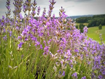Close-up of purple flowering plants on field