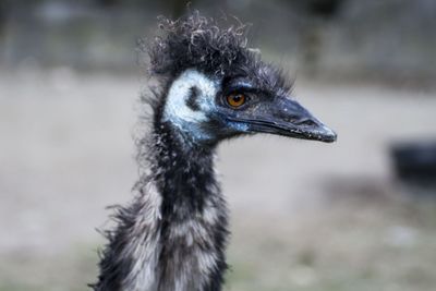 Close-up of bird