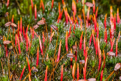 Close-up of red flowers