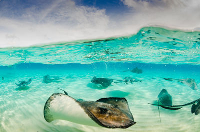 Under over view of stingray swimming in sea